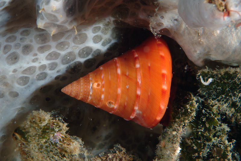 Calliostoma conulus